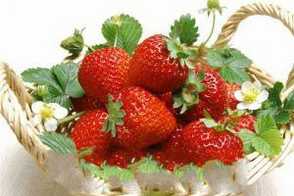 草莓的家庭繁殖方法