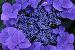 园艺品种的紫罗兰