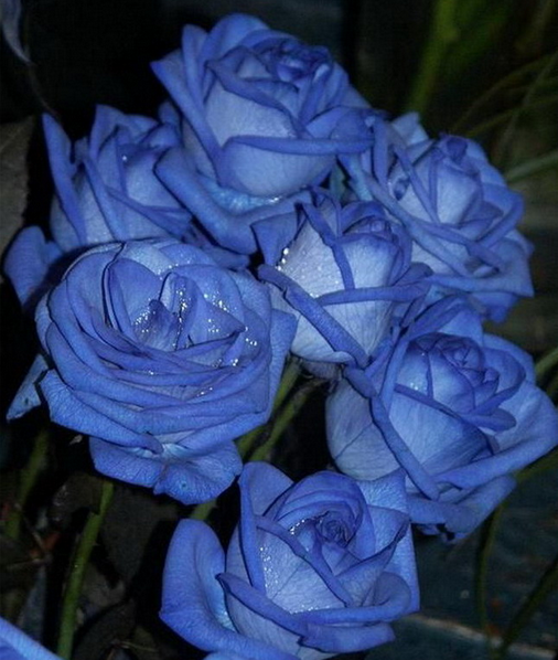 蓝玫瑰/蓝色妖姬