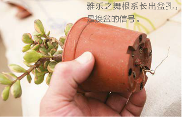 多肉植物雅乐之舞换盆的信号