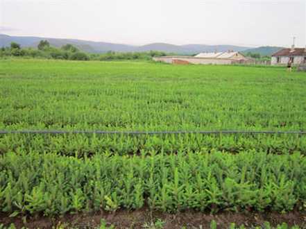  玉竹的种子繁殖