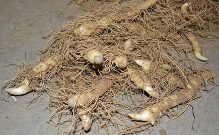  玉竹的根茎繁殖
