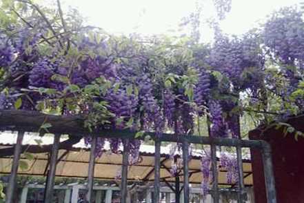阳台上的紫藤花