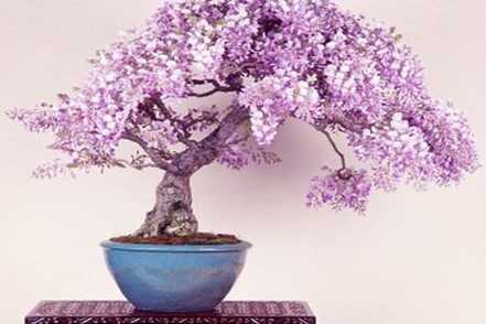 盆栽紫藤开花