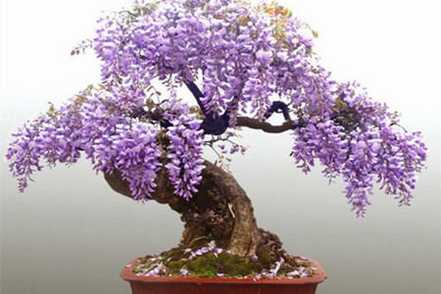 盆栽紫藤开花