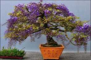 怎么使盆栽紫藤年年开花？