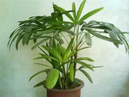 棕竹的播种繁殖