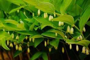 玉竹家庭种植及养护方法详解