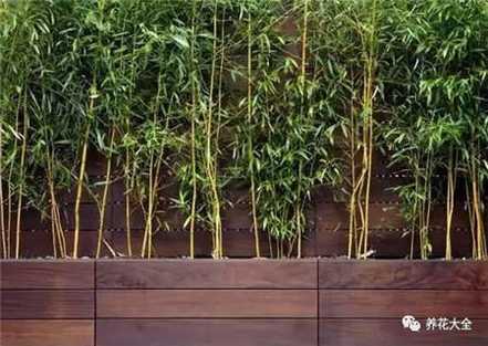 竹子的养护水分