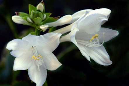 白色玉簪花