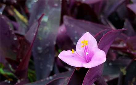 紫吊兰图片