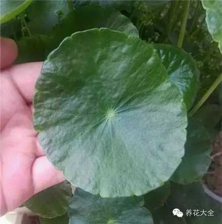 铜钱草