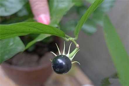 茉莉花种子