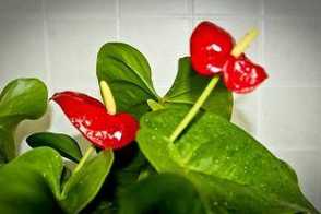 马蹄莲、红掌插花制作与欣赏