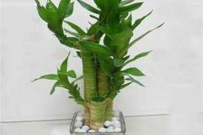 莲花竹的水培方法