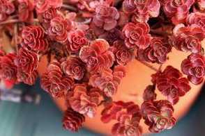 秋天，小球玫瑰怎么养出紫红色