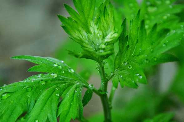 夏天养那些植物可以驱蚊