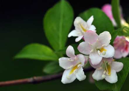 锦带花栽植修剪