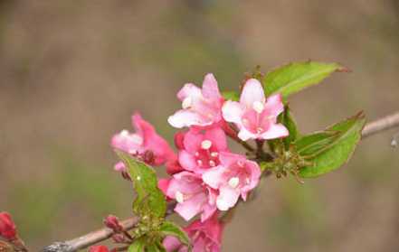 锦带花养护修剪