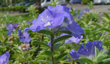 蓝星花花种催芽