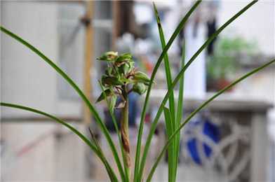 春季兰花病虫害防治