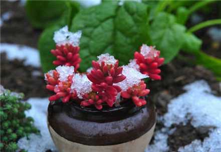 虹之玉盛夏养护要点