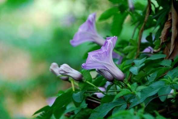 牵牛花怎么修剪