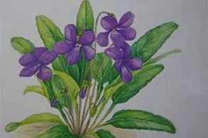 不开花就结种的“紫花地丁”