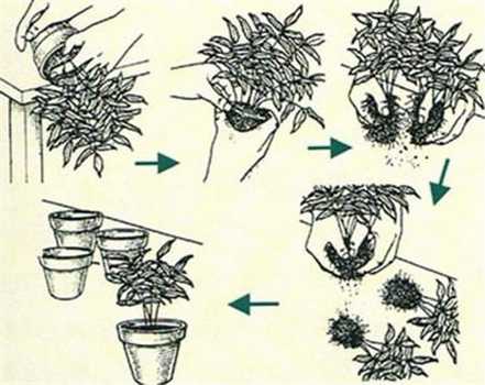 芍药的分株时间