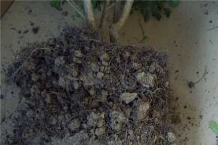 米兰换盆：去除米兰花根系上的原有土壤