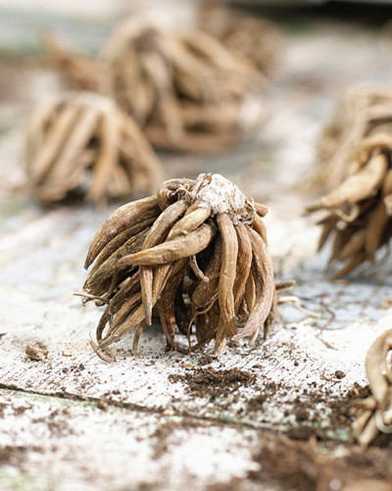 花毛茛吸水阶段