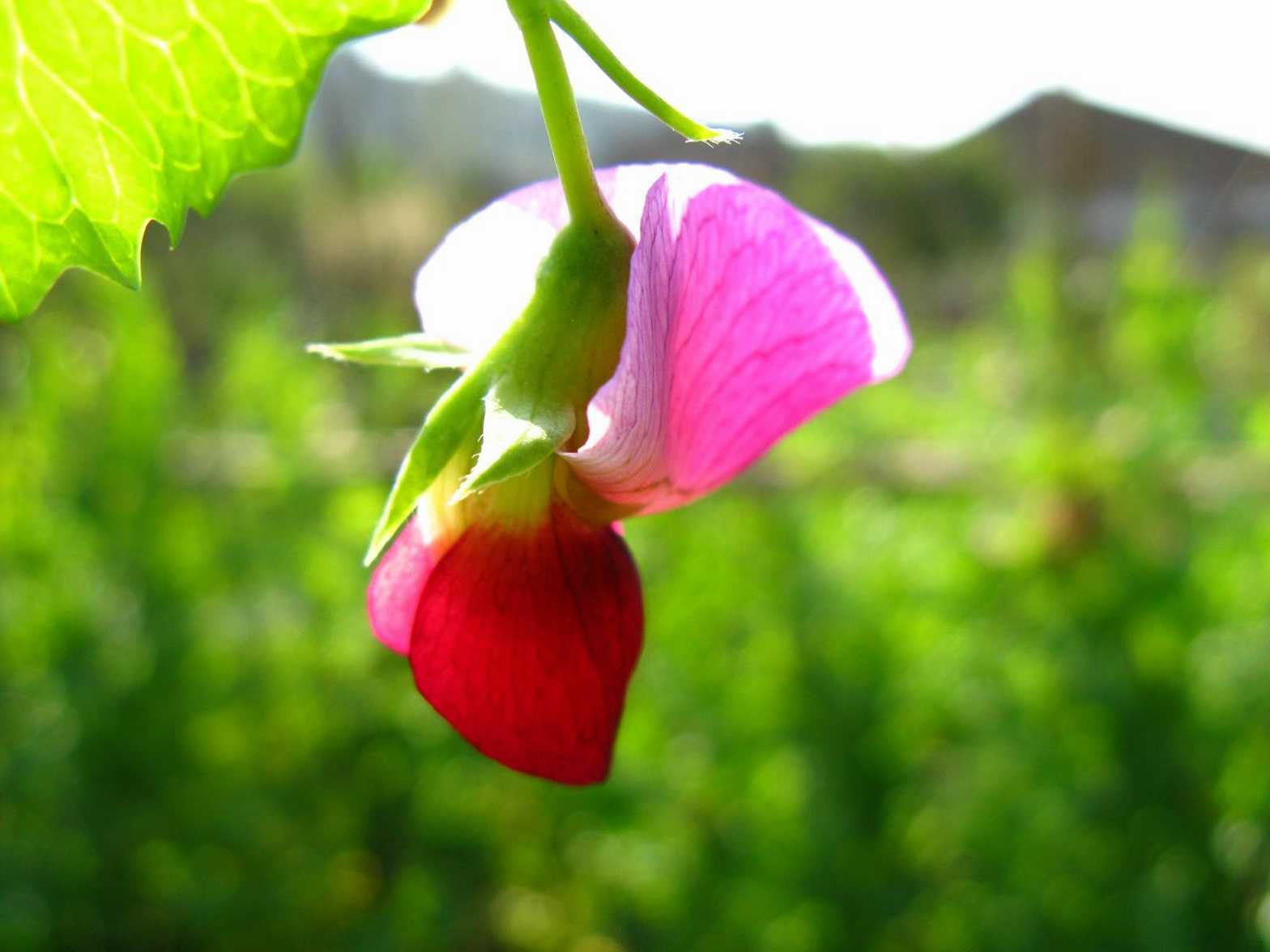 秋季，花卉该怎样施肥？