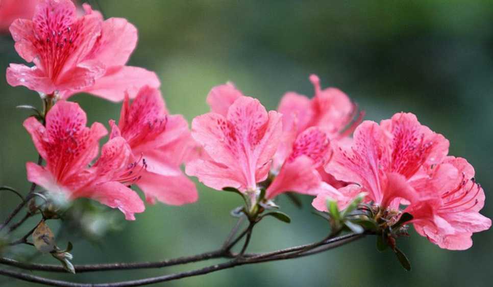 杜鹃花的光照要求