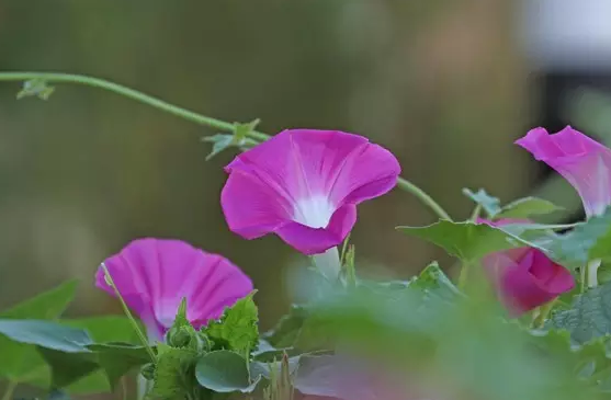 牵牛花