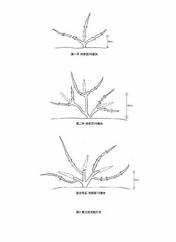 铁线莲的第三类修剪