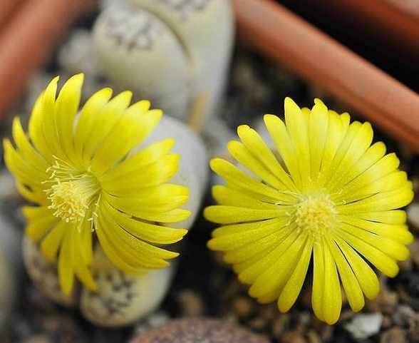 生石花的播种繁殖