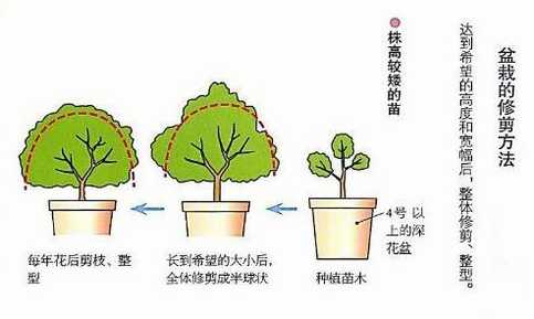 杜鹃花盆栽杜鹃花修剪方法