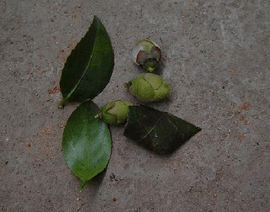 修掉茶花弱枝