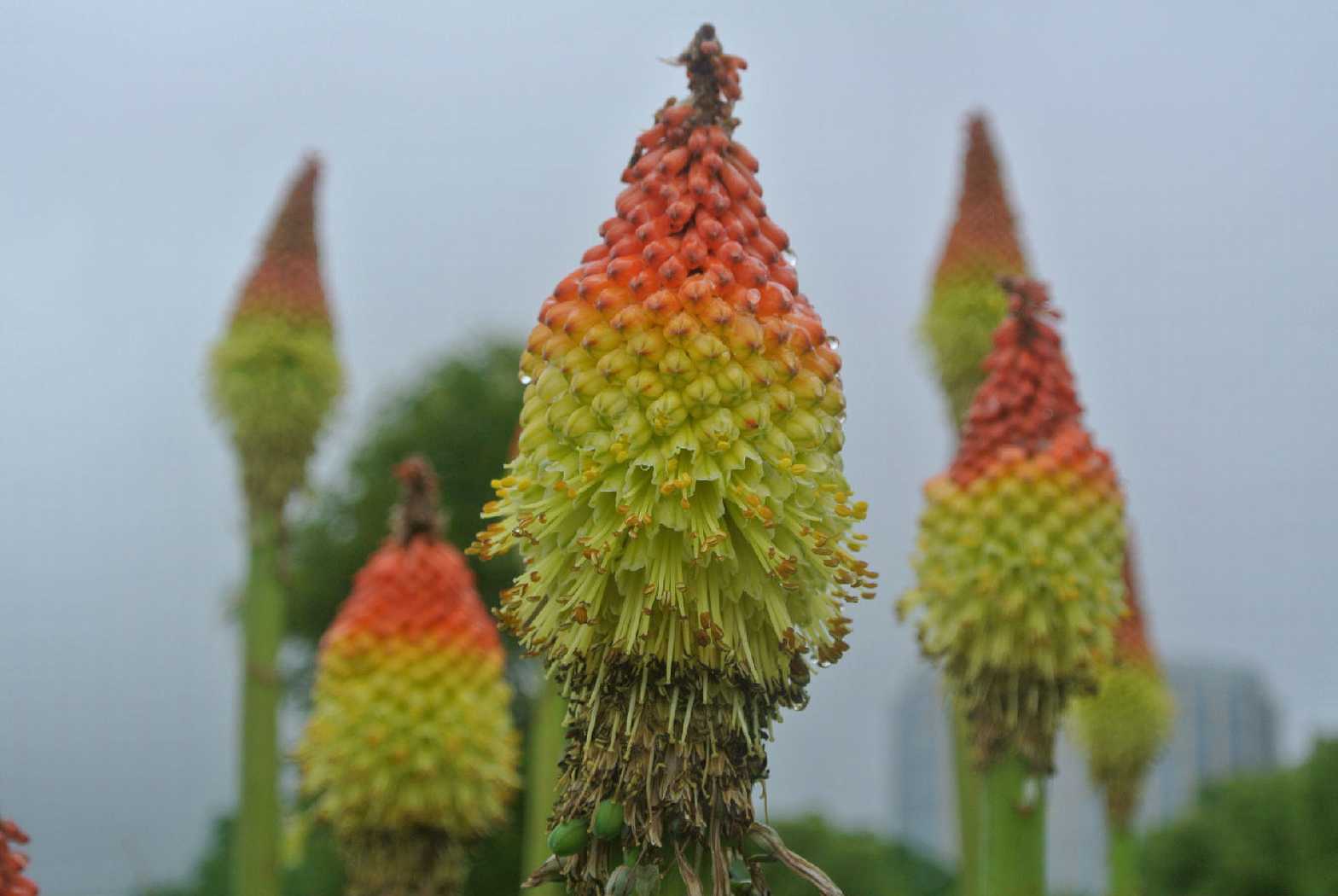 浇水后的火炬花