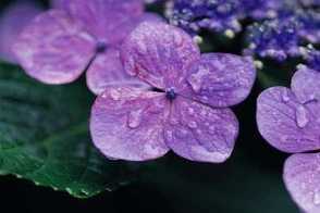 紫罗兰种子怎么种