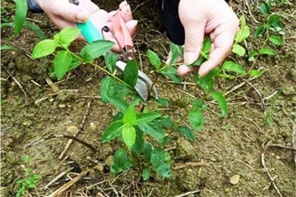 金银花怎么盆栽养护