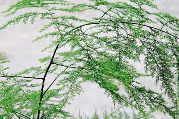 文竹的简易扦插繁殖方法