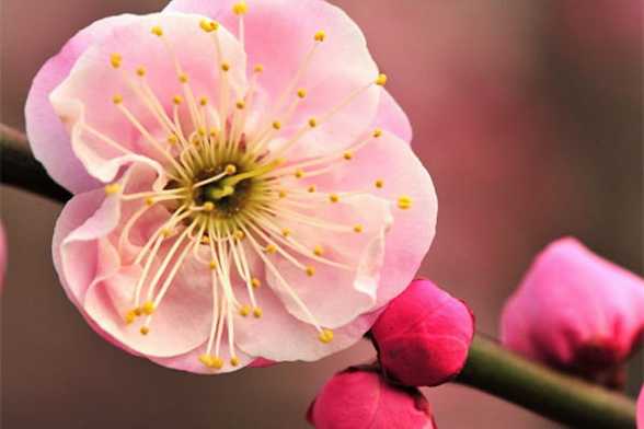 怎样使盆栽梅花形美花繁