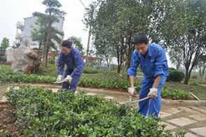 薰衣草剪枝