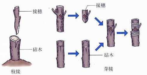 发财树砧木与接穗