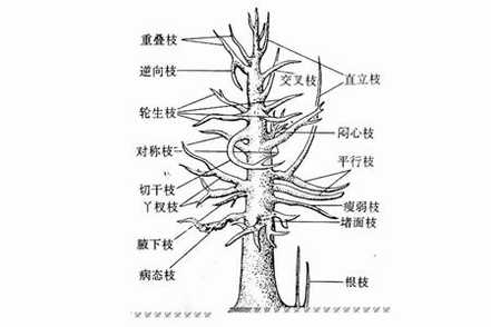 栀子花修剪方法-短截