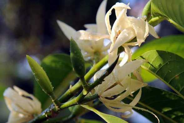 白兰花的四种繁殖方法