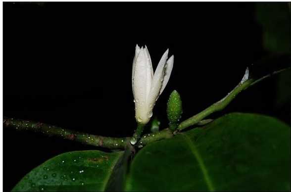 白兰花的播种繁殖