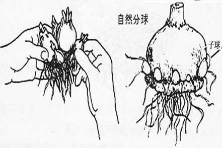 风信子分球繁殖方法