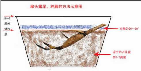 碗莲种植图解